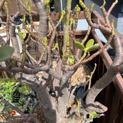 配達込み 屋外観葉植物 金のなる木 クラッスラ・ポルツラケア の画像