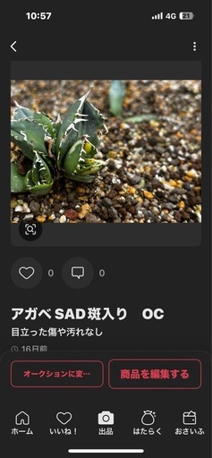 アガベ　S.A.D 斑入り