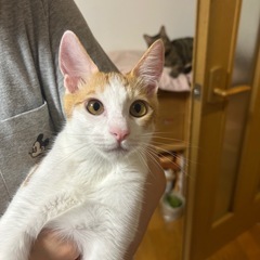 しっぽが長ーい茶白のこころくん🐈