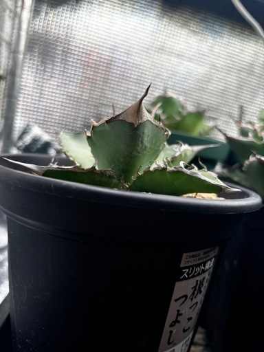 アガベ　オテロイ実生　選抜株