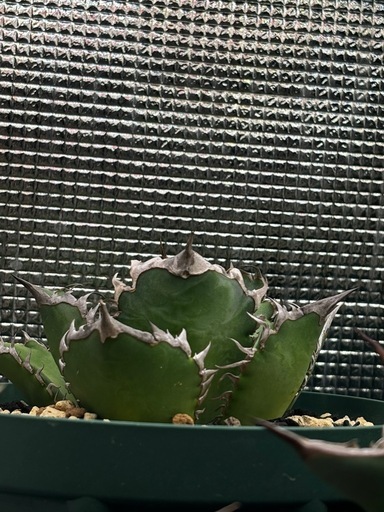 アガベ　オテロイ　実生　選抜