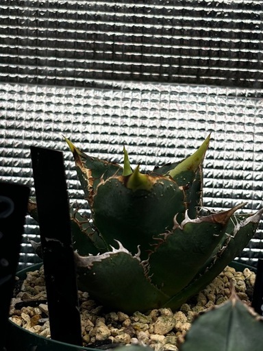 アガベ　豆豆龍　親株