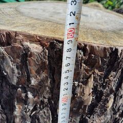 赤松　幹　丸太切り株　１株の画像