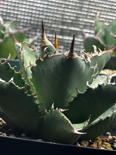 オテロイ　実生　連棘