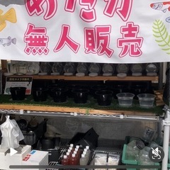めだか無人販売 の画像