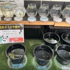 めだか無人販売 の画像