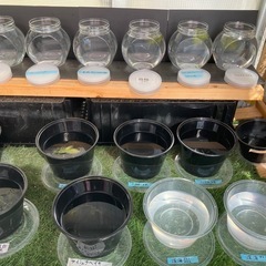 めだか無人販売 の画像