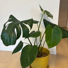 【観葉植物】モンステラの画像