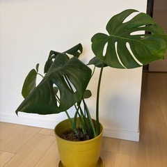 【観葉植物】モンステラの画像