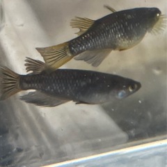 メダカ　オランジェ　オス2 メス3の画像