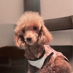 【急募✨】3~4歳のトイプーちゃん❤️