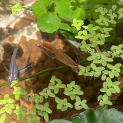 メダカ　めだか15匹　楊貴妃　ヒメダカ　みゆき　青幹之　黒ラメ幹之サファイア系　の画像