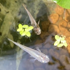 メダカ　めだか15匹　楊貴妃　ヒメダカ　みゆき　青幹之　黒ラメ幹之サファイア系　の画像