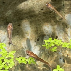 メダカ　めだか15匹　楊貴妃　ヒメダカ　みゆき　青幹之　黒ラメ幹之サファイア系　の画像