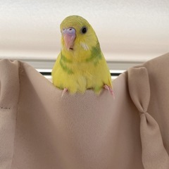 セキセイインコ（メス）
