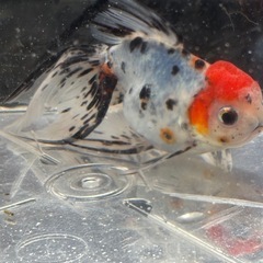☆決まりました☆約12センチ弥富産東錦♂2歳魚の画像