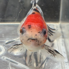 ☆決まりました☆約12センチ弥富産東錦♂2歳魚の画像