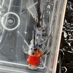 ☆決まりました☆約12センチ弥富産東錦♂2歳魚の画像