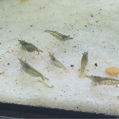 ミナミヌマエビの画像