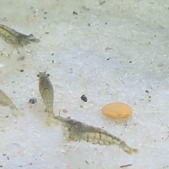ミナミヌマエビの画像