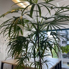 観葉植物　の画像