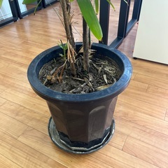 観葉植物　の画像