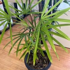 観葉植物　の画像