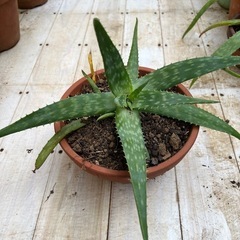①鉢付きアロエベラ／育てやすい／多肉植物／インテリアにも◎の画像