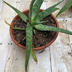 ①鉢付きアロエベラ／育てやすい／多肉植物／インテリアにも◎の画像