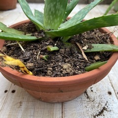 ①鉢付きアロエベラ／育てやすい／多肉植物／インテリアにも◎の画像