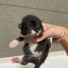 生後0〜1週間　甘えん坊の子猫🐈‍⬛