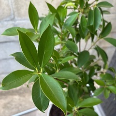 決定致しました🙇‍♀️パキラ　観葉植物の画像