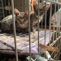 キジトラちゃん、黒猫ちゃん、生地白ちゃん、2か月、4か月、…
