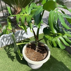 大型モンステラ　鉢サイズ10号 観葉植物
の画像