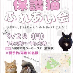 可愛い大人猫達