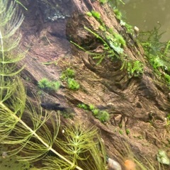 ブラックモーリー稚魚の画像