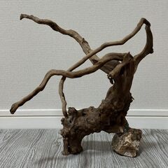 流木 アクアリウムの画像