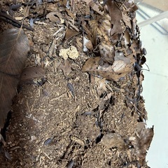 ワラジムシの画像