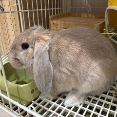 ロップイヤー 男の子 9ヶ月 里親さん募集