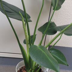 モンステラをお譲りします！の画像