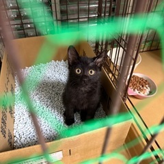 【里親募集】1ヶ月半？くらいの黒猫の女の子