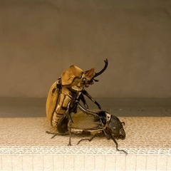 【幼虫】エレファスゾウカブトの画像