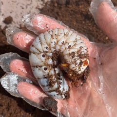 【幼虫】エレファスゾウカブトの画像