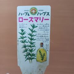 600円　そのまま飾れる　ローズマリー　5号の画像