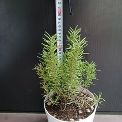 600円　そのまま飾れる　ローズマリー　5号の画像