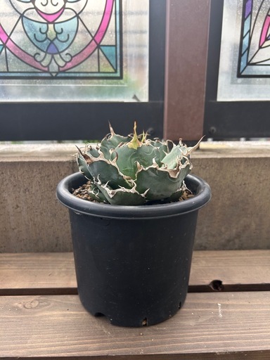 アガベ　白鯨　15cmポット