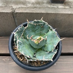 アガベ　白鯨　15cmポットの画像