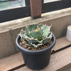 アガベ　白鯨　15cmポットの画像