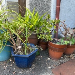 植木　植木鉢　ガーデニングの画像