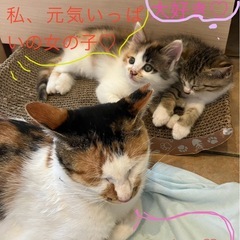 ママ、子猫の親子の里親様募集です⭐︎